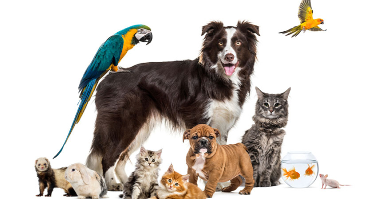 A group of animals together