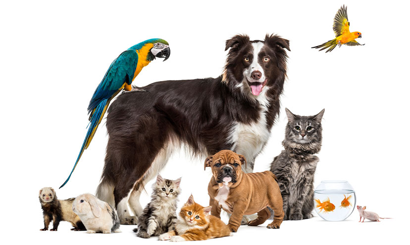 A group of animals together